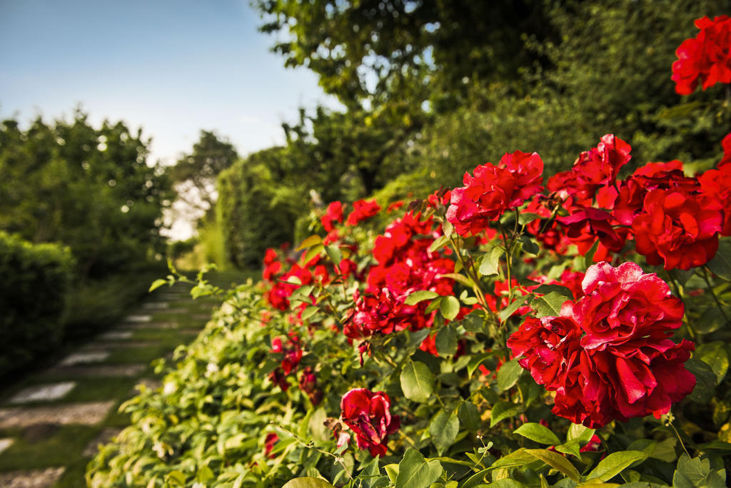 Corte Delle Cicale Bed and Breakfast Bardolino Exterior foto